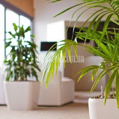 Цветы в офисном интерьере